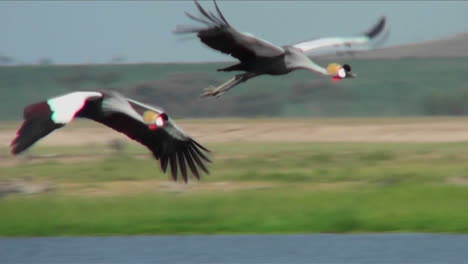Beautiful-slow-motion-shot-of-African-crested-cranes-in-flight