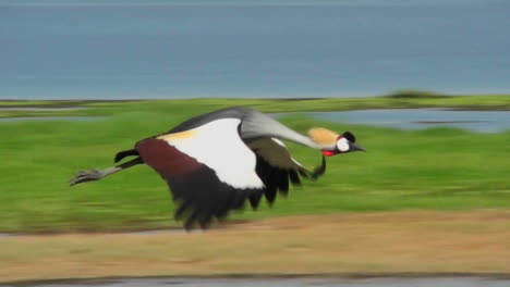 A-beautiful-slow-motion-shot-of-an-African-crested-crane-in-flight