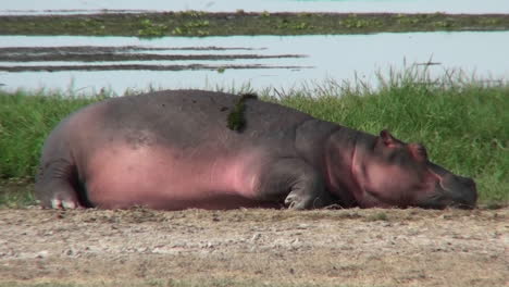 A-hippo-asleep-by-a-watering-hole-in-Africa