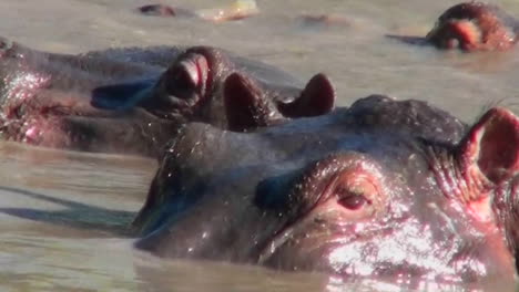 A-close-up-of-a-hippo-looking-out-of-a-pool-in-Africa