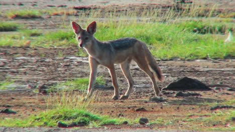 A-jackal-runs-along-in-the-Serengeti-desert