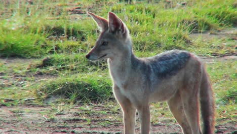 A-jackal-looks-around-curiously