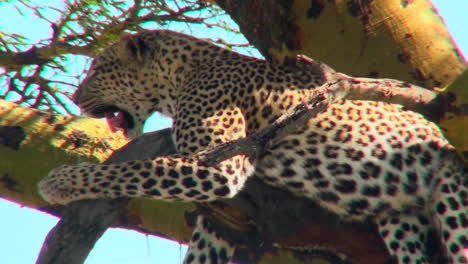 Un-Leopardo-Africano-Descansa-En-Un-árbol.
