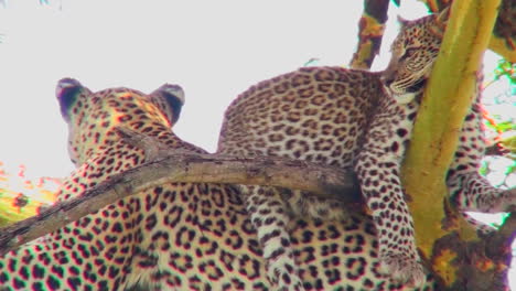 A-leopard-baby-sits-on-the-back-of-its-mother-in-a-tree-in-Africa