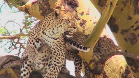 A-mother-leopard-defends-her-baby-in-a-tree-in-Africa
