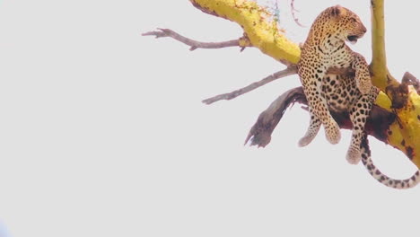 A-leopard-in-a-tree-in-Africa