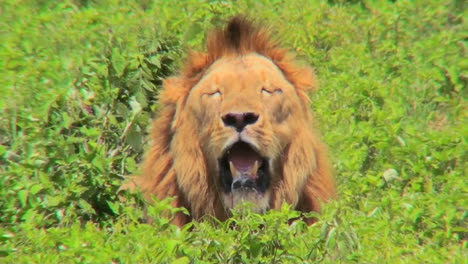 A-male-lion-looks-at-us-with-mouth-open-and-big-mane