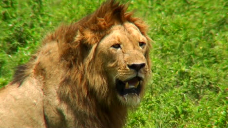 A-male-lion-turns-and-looks-at-us-on-the-plains-of-Africa