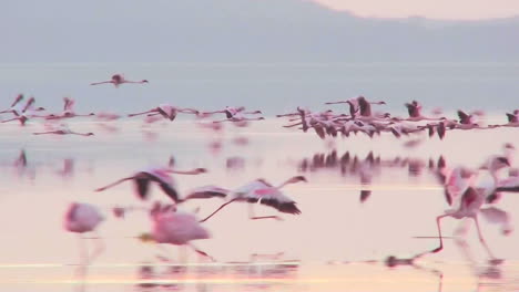 Beautiful-footage-of-pink-flamingos-in-early-morning-light-on-Lake-Nakuru-Kenya-13