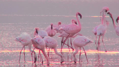 Beautiful-footage-of-pink-flamingos-in-early-morning-light-on-Lake-Nakuru-Kenya-15