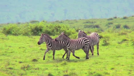 Zebras-play-in-a-field-in-Africa