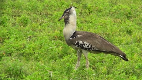 A-kori-bustard-bird-walks-in-grass-in-Africa