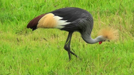 An-African-crested-crane-forages-in-the-grass