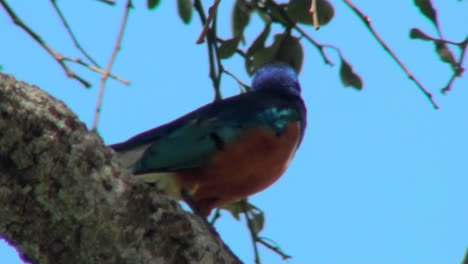 A-superb-starling-sits-perched-in-a-tree-in-Africa