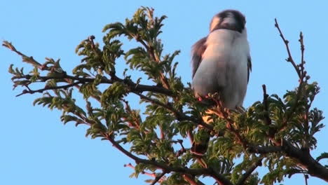 A-pygmy-falcon-sits-in-a-tree-in-Africa