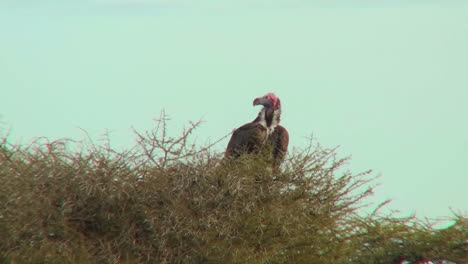 An-African-vulture-sits-in-a-tree