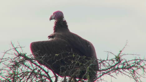 An-AFrican-vulture-sits-in-a-tree-looking-around
