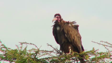 An-African-vulture-looks-down-out-of-a-tree