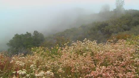 Fog-blows-over-a-mountain-along-the-coast-of-California-1