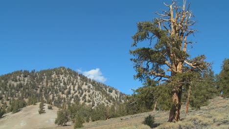 Old-bristle-cone-pine-trees-grow-in-the-White-Mountains-of-California