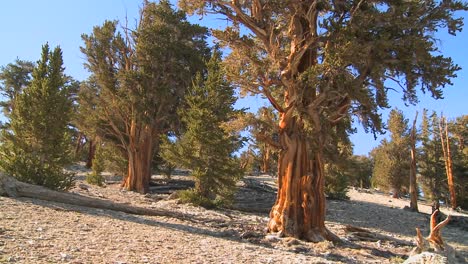 Pan-across-ancient-bristlecone-pine-trees-growing-in-the-White-Mountains-of-California