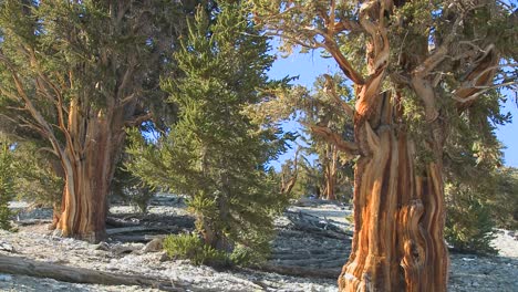 Ancient-bristlecone-pine-trees-growing-in-the-White-Mountains-of-California-1