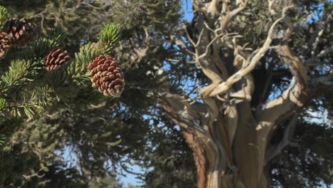 Pine-cones-hang-from-ancient-bristlecone-trees-in-the-White-Mountains-of-California