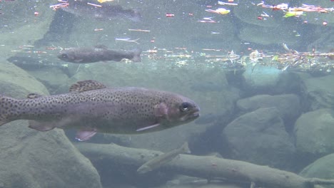 Rainbow-trout-swimming-underwater-in-a-pond-1