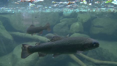 A-shot-moving-from-above-water-to-underwater-reveals-rainbow-trout-swimming