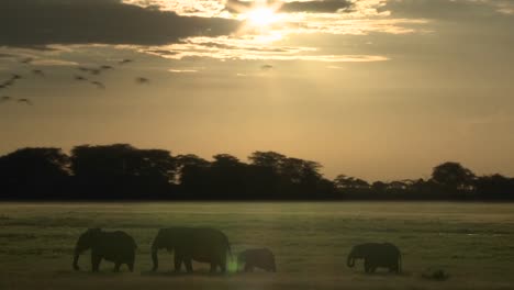 Clouds-and-the-sun-move-in-time-lapse-over-a-herd-of-elephants-on-the-African-savannah