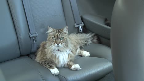 A-Maine-coon-cat-sits-in-the-backseat-of-a-car
