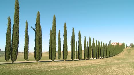 Un-Plano-General-De-Una-Finca-Con-Largas-Hileras-De-árboles-En-Toscana-Italia-3