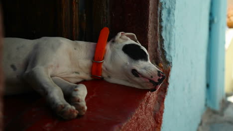 Dog-sleeping-in-an-alley