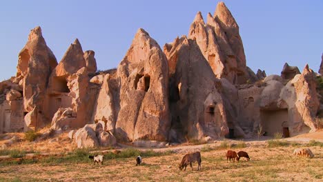 Cows-graze-in-front-of-bizarre-geological-formations-at-Cappadocia-Turkey