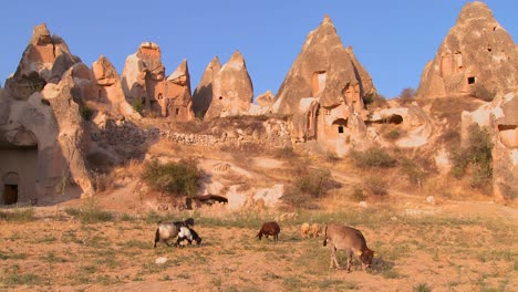 Las-Vacas-Pastan-Frente-A-Extrañas-Formaciones-Geológicas-En-Capadocia,-Turquía-1