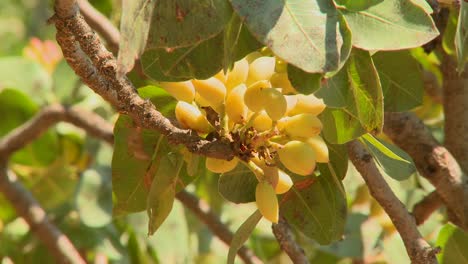 Pistachios-grown-in-an-orchard-