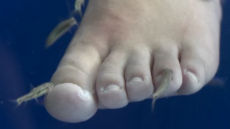 Fish-nibble-away-at-peoples-toes-and-feet-at-a-fish-spa-in-Greece