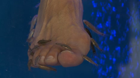 Fish-nibble-away-at-peoples-toes-and-feet-at-a-fish-spa-in-Greece-1