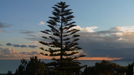 Gorgeous-clouds-behind-a-Norfolk-pine-and-the-ocean-along-Californias-central-coast