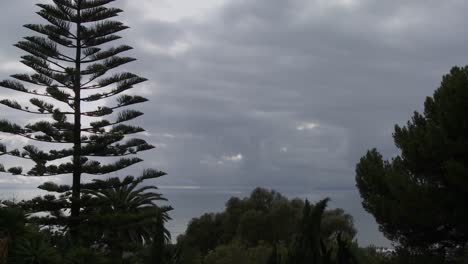 Hermosas-Nubes-Se-Mueven-A-Lo-Largo-De-La-Costa-De-California-Con-Un-Pino-Norfolk-En-Primer-Plano