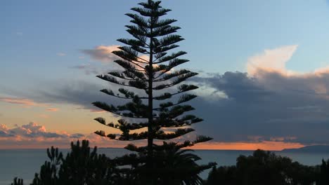 Gorgeous-clouds-behind-a-Norfolk-pine-and-the-ocean-along-Californias-central-coast-1