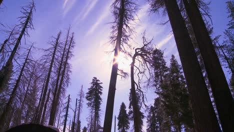 Flachwinkelaufnahme-Mit-Blick-Auf-Riesige-Mammutbäume,-Die-Nach-Einem-Waldbrand-Im-Yosemite-Nationalpark-Verbrannt-Wurden?