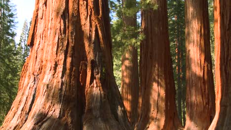 Giant-Sequoia-trees-in-Yosemite-National-Park