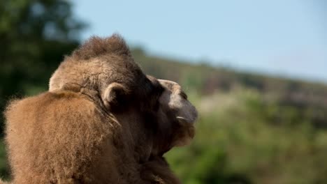 Camel-Close-Up-36