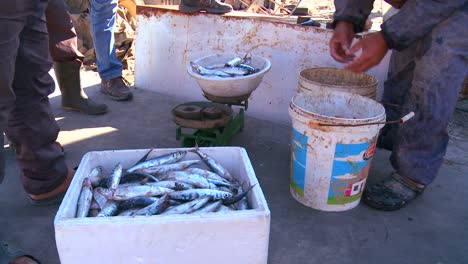 Fishermen-display-their-catch-in-Tyre-Lebanon