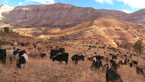 Shepherds-herd-goats-in-the-beautiful-hills-of-northern-Lebanon-glow-in-the-sun