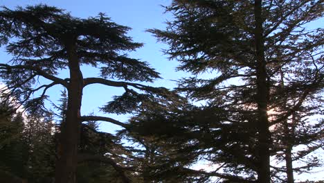 Los-Hermosos-árboles-De-Cedro-Del-Líbano