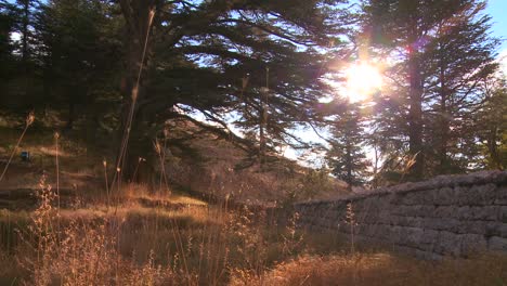 The-sun-shines-through-a-grove-of-cedar-trees-of-Lebanon