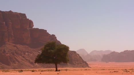 Ein-Einsamer-Baum-Sitzt-In-Der-Arabischen-Wüste-Im-Wadi-Rum-Jordan