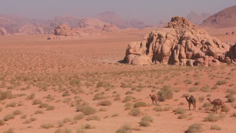 Los-Camellos-Se-Mueven-Por-Los-Vastos-Paisajes-Desérticos-De-Wadi-Rum-En-Los-Desiertos-De-Arabia-Saudita-De-Jordania.